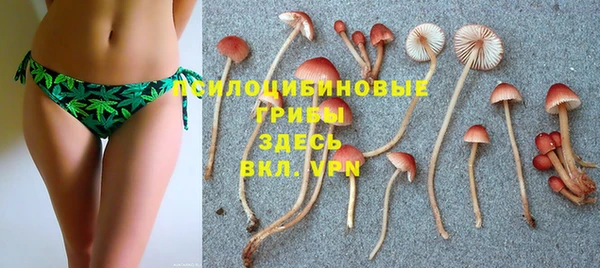 прущие грибы Абаза